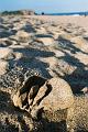 Sponge cast up on the beach, Red Rock F1000010